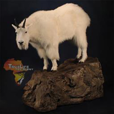 Plan Taxidermy